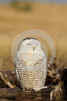 Snowy Owl (Bubo scandiacus). photo